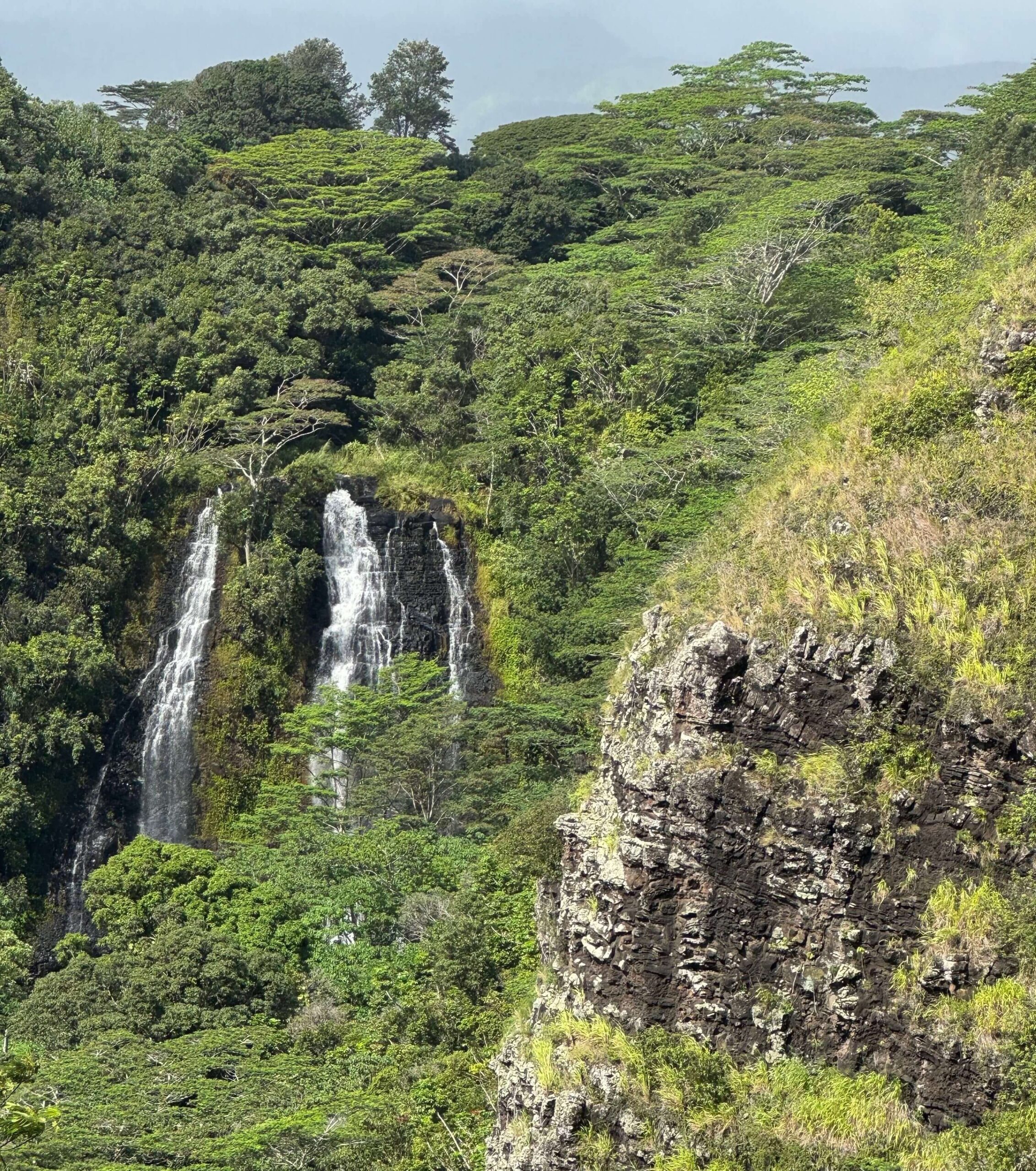 This image shows some of the beautiful, wooded scenery and plant life that Katie Yoder saw during her trip to Kauai, Hawaii.