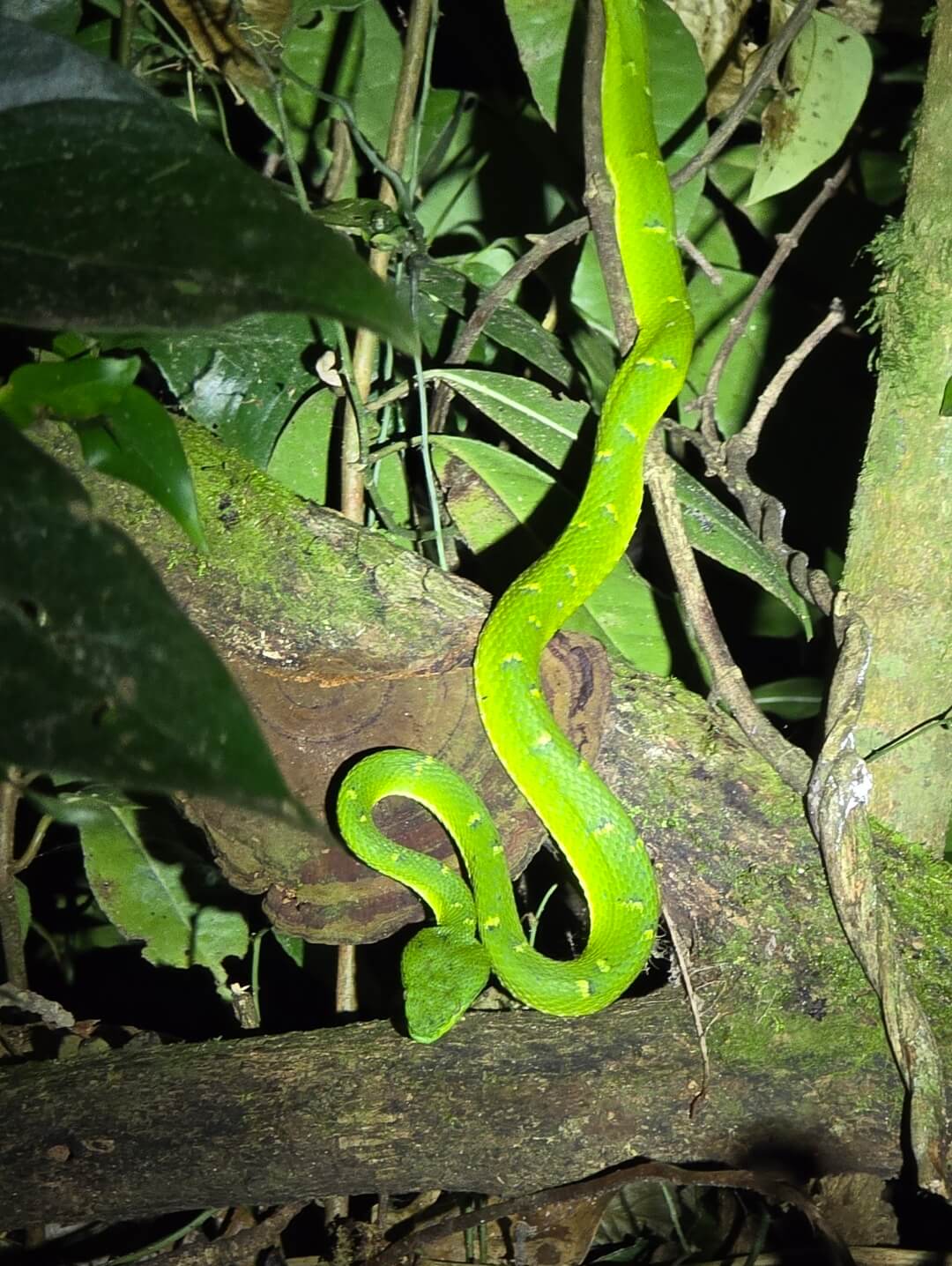 This picture shows a side-striped palm pit viper.