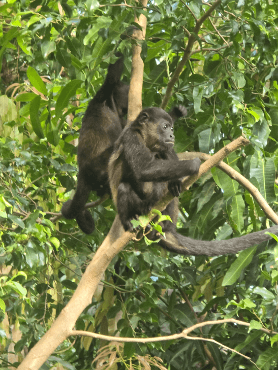 There are many monkeys in Costa Rica.