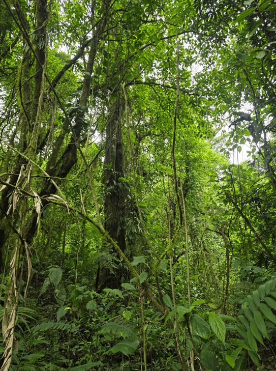 The 1968 Lava Trail's red trail went through a dense jungle in Costa Rica.